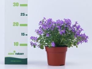 Campanula portenschlagiana ´Dep Blue´