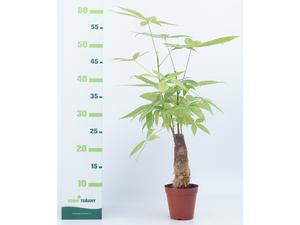 Prunus serrulata ´Brillant´