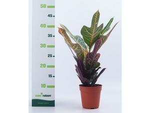 Prunus serrulata ´Kanzan´