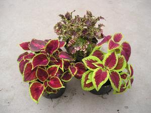Coleus blumei ´mix´