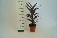 Cordyline australis ´Charlie Boy´