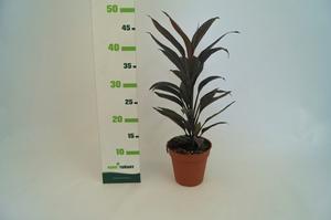 Cordyline australis ´Charlie Boy´