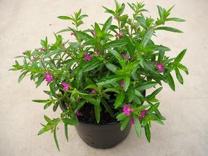 Cuphea hyssopifolia ´mix´