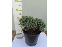 Juniperus squamata ´Blue Star´