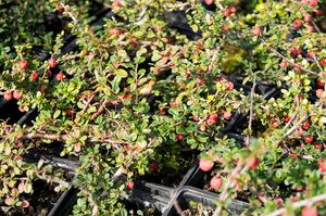 Cotoneaster microphyllus