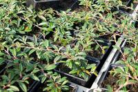 Cotoneaster salicifolius ´Parkteppich´