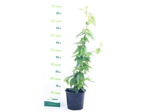 Lonicera henryi