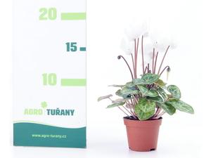 Elaeagnus ebbingei ´Compacta´