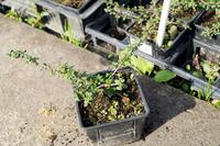Cotoneaster dammeri ´Camillo de Schneideri´