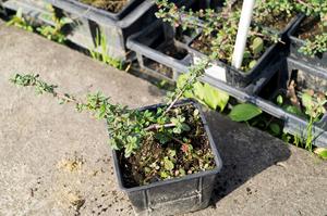 Cotoneaster dammeri ´Camillo de Schneideri´