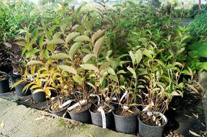 Weigela ´Bristol Ruby´