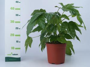 Hydrangea paniculata ´Living Colourful Coctail´