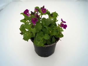 Arabis caucasica Little Treasure ´Deep Rose´