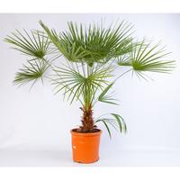 Chamaerops humilis ´Vulcano´