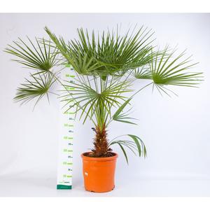 Chamaerops humilis ´Vulcano´