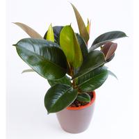 Photinia fraseri ´Little Fenna´
