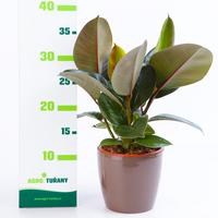 Photinia fraseri ´Little Fenna´