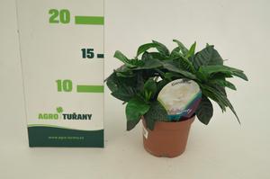 Gardenia grandiflora ´Kleim´s Hardy´