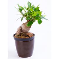 Prunus serrulata ´Royal Burgundy´