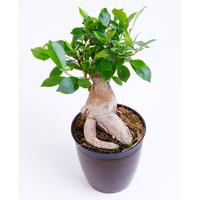 Prunus serrulata ´Royal Burgundy´