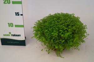 Hydrangea paniculata ´Pixio®´