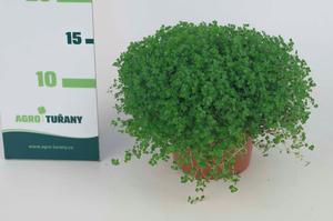 Hydrangea paniculata ´Pink Diamond´