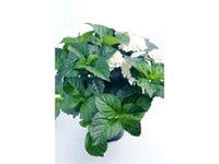 Hydrangea paniculata ´ ´Little Quick Fire®´´