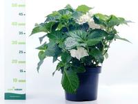 Hydrangea paniculata ´ ´Little Quick Fire®´´
