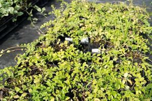 Vinca minor ´Atropurpurea´