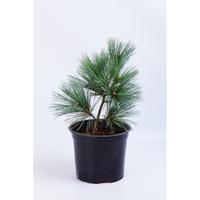 Pinus strobus ´Macopin´