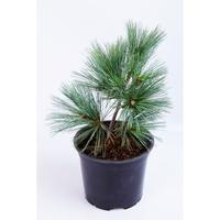 Pinus strobus ´Macopin´