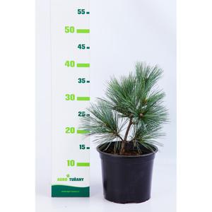 Pinus strobus ´Macopin´