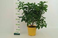 Citrus medica ´Cedro´