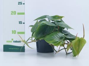 Photinia serrulata ´Red Robin´