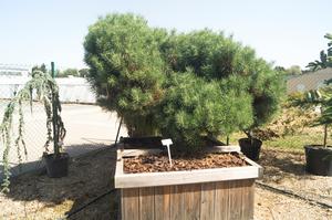 Pinus sylvestris ´Norsky´