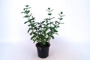 Mentha spicata ´Vert Mojito´