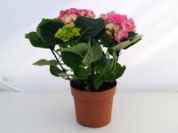 Hydrangea arborescens ´Annabelle´