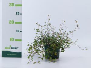 Muehlenbeckia ´Golden Girl´