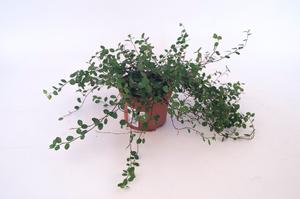 Dýňě - Hokaido