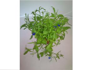 Lobelia erinus ´mix´