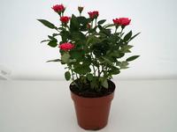 Hypericum inodorum ´Magical ®Ivory´