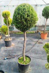 Cupressocyparis leylandii
