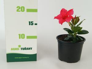 Hydrangea macrophyla ´Dolly Buster®´