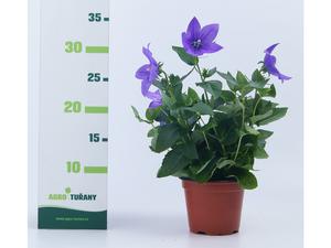 Platycodon grandiflorus ´Astra White´
