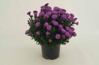 Aster novi-belgii ´Marie Ballard´