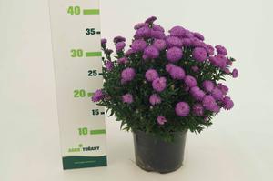 Aster novi-belgii ´Marie Ballard´