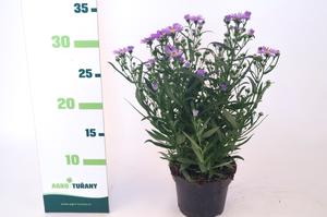 Aster novi-belgii ´White Ladies´