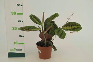 Leucothoe ´Halloween´