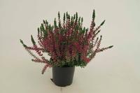 Calluna vulgaris ´mix´