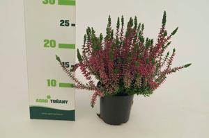 Calluna vulgaris ´mix´